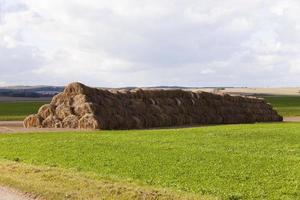 the agricultural field photo