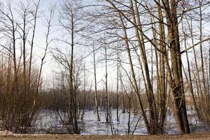 trees  in the winter photo