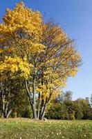 autumn season . foliage photo