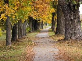 footpath in the city park photo