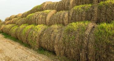 field after harvesting photo