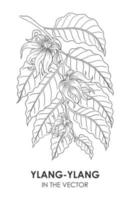 VECTOR SKETCH OF A YLANG-YLANG ON A WHITE BACKGROUND