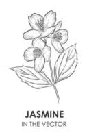 VECTOR SKETCH OF A JASMINE ON A WHITE BACKGROUND