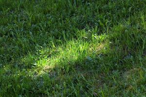 luz del sol en la hierba foto