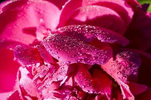 the red petals of peony photo