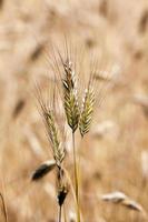 el campo donde crecen los cereales foto