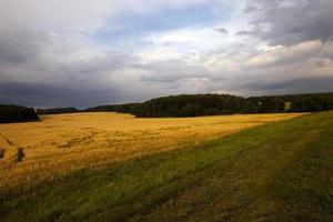 cloudy weather in a field photo