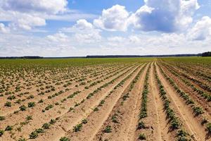 un campo de agricultura foto