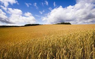 wheat field and sky photo