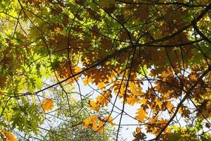 oak autumn, close up photo