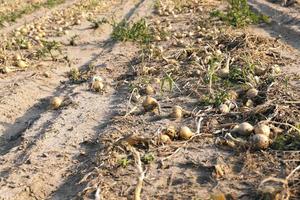 Harvesting onion field photo