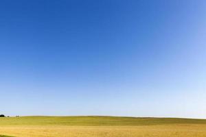 agriculture field, corn photo