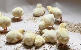 raising chickens in a poultry farm photo