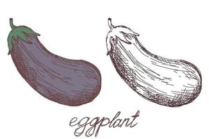 eggplant vegetable hand drawn vector llustration realistic sketch. Hand drawn sketch vegetable eggplant. Eco food