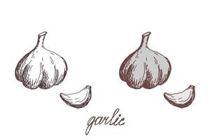 garlic vegetable hand drawn vector llustration realistic sketch. Hand drawn sketch vegetable garlic. Eco food. harvest