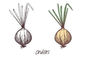 Esbozo realista de ilustración vectorial dibujado a mano vegetal de cebolla. boceto dibujado a mano cebolla vegetal. comida ecológica vector