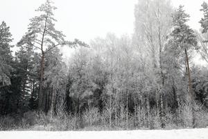 winter forest, sky photo