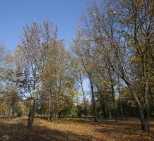 Yellow maple foliage photo