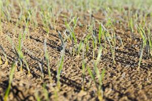 new crop of wheat photo