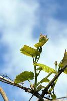 young grapes, close up photo