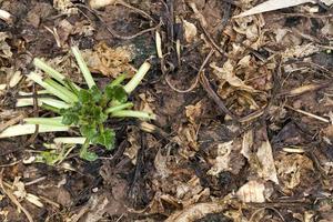 rotten leaves beetroot photo