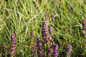 wild flower, close up photo