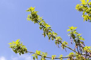 Blossoming maple, close up photo