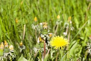 Yellow flowers, close up photo