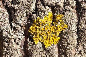 yellow lichen, close up photo