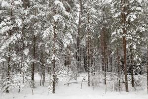 paisaje de invierno, bosque foto