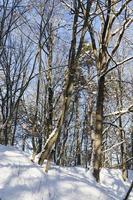 árboles que crecen en el parque cubierto de nieve y hielo foto