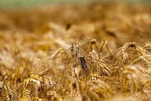 farming for growing rye and harvesting cereals photo