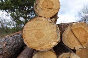 pine trunks lie near the place of deforestation photo