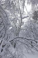 trees in the winter season on the territory of the park photo