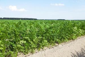 Field with carrot photo