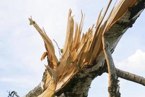 broken birch trees photo