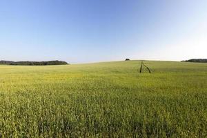 campo con cereal foto