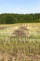 campo después de la cosecha de colza foto