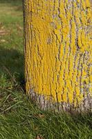 tree bark, close up photo