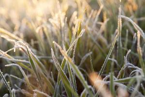 frost on the wheat photo