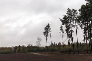 trees at dusk photo