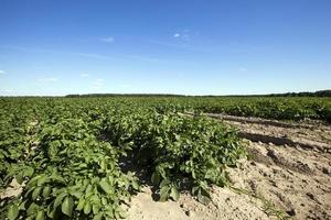 Potatoes in the field photo