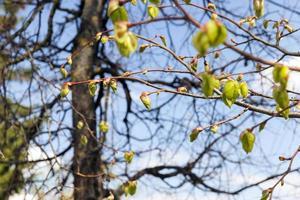 young leaves of linden tree photo