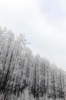 Winter forest, frost photo