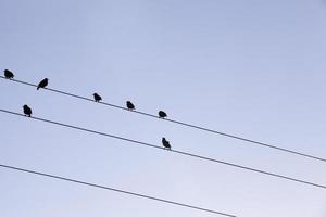 birds sitting, sky photo