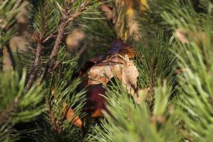 pine and dry leaf photo