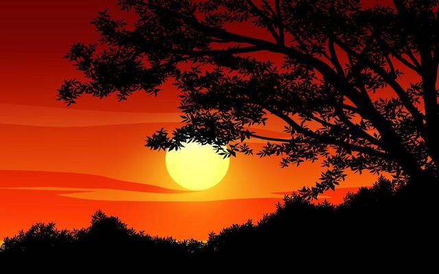 Tree silhouette against red sunset