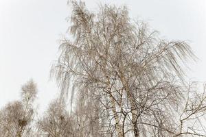 tiempo de invierno con nieve foto