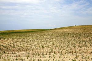 Corn field, summer photo