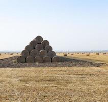 straw in the field photo